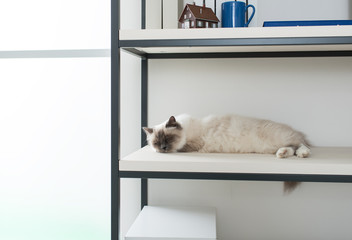 Beautiful cat exploring shelves