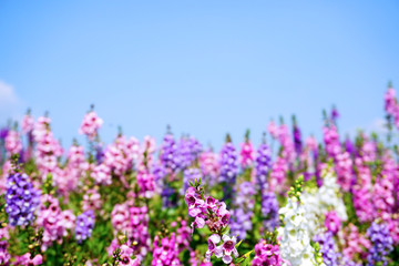 Obraz premium Forget me not flower purple and pink