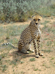 Africa. Namibia. Cheetah