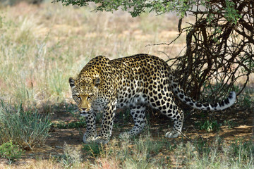Naklejka premium Africa. Namibia. Leopard
