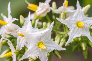 Solanum Torvum flowers.