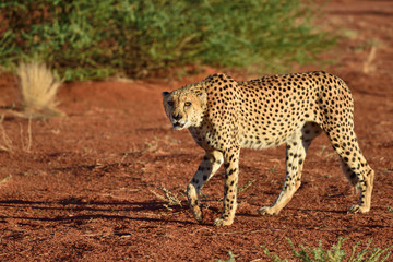 Africa. Namibia. Cheetah