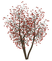 rowan tree