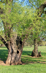Two old trees close-up