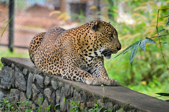 Sri Lankan Endemic Leopard At Pinnawala Open Air Zoo