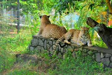 Sri Lankan Endemic Leopard At Pinnawala Open Air Zoo