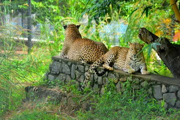 Foto op Canvas Sri Lankan Endemic Leopard At Pinnawala Open Air Zoo © Saman Weeratunga