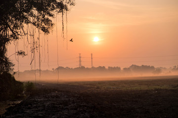 evening rice field at countryside background