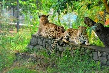 Obraz premium Sri Lankan Endemic Leopard At Pinnawala Open Air Zoo
