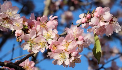 Rameau d'amandier en fleurs