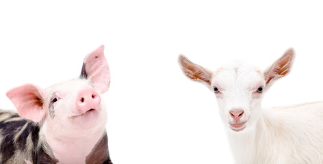 Portrait of piglet and goat © sonsedskaya