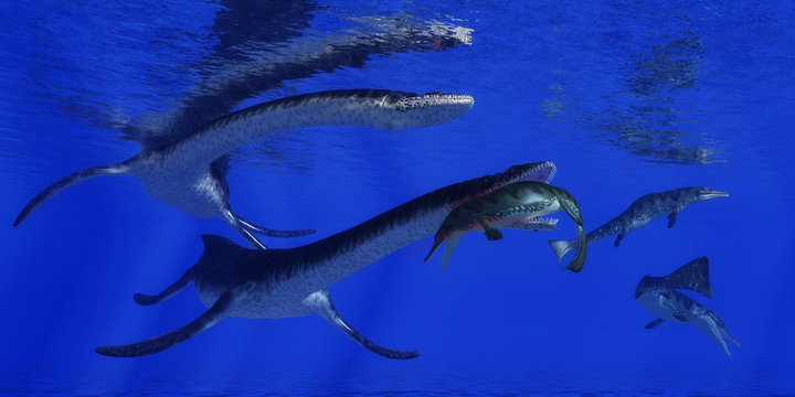 Plesiosaurus Attacks Metriorhynchus - A Metriorhynchus becomes a meal for a Plesiosaurus marine reptile in blue Jurassic seas.