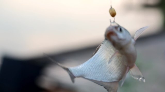 live fish on a hook