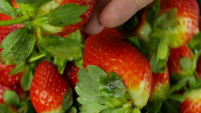 Male inspects a large strawberry, while a set of fresh strawberries rotates in the background.
