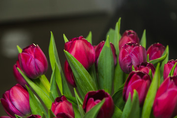 Bouquet of pink tulips in an interior