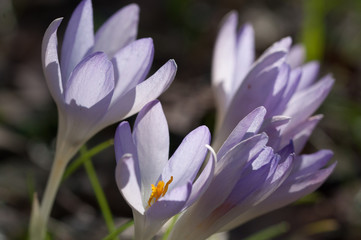 Fototapeta premium fiori di crochi,crocus