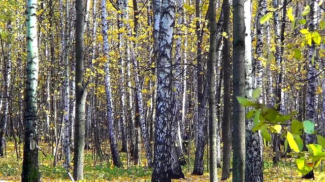 Birch forest in autumn