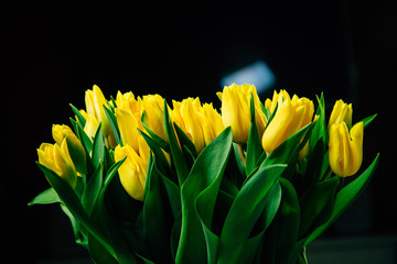 Bouquet of yellow tulips on dark background