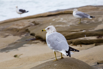 Rocky Beach Seagulls in California