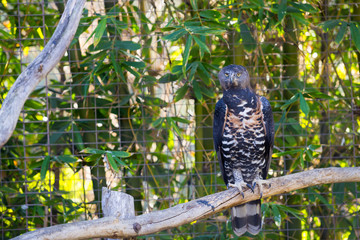 Unknown Bird Endangered Species