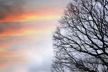 Fototapeta na wymiar A tree silhouette 
