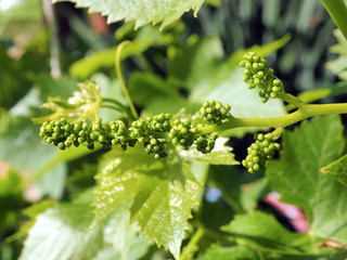 grapes in the spring