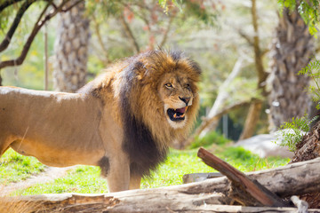 Male Lion at Safari Style Park