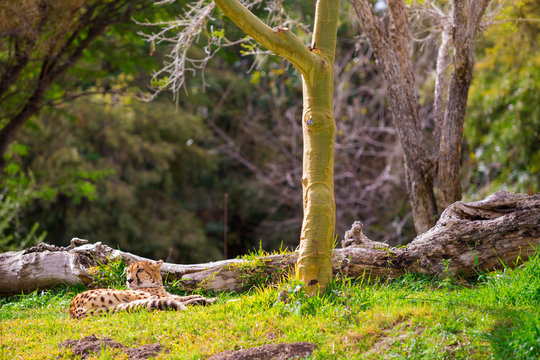 Cheetah Relaxing on Grass