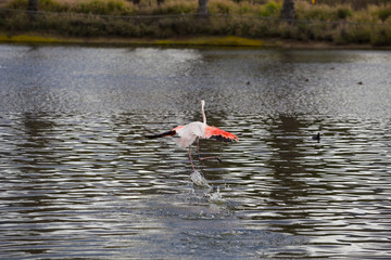 Flamingos Running On Water To Fly