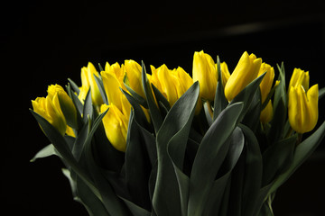 Bouquet of yellow tulips isolated on black background