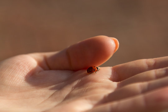 ladybird and girl