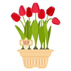 Vector illustration with flower pot and tulip - obrazy, fototapety, plakaty