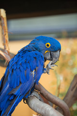 Blue Parrot Bird