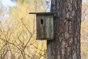 birdhouse nailed to the pine/birdhouse nailed to the pine with