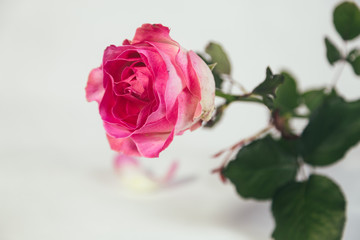 Single pink rose on white background