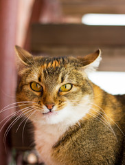     портрет домашнего животного - очень злой   кошки европейской породы