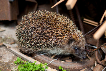 Hedgehog