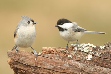 Birds On A Stump © Steve Byland