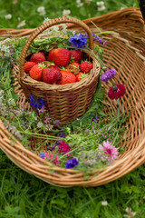Fototapeta na wymiar спелые красные ягоды клубники лежат в плетенной корзине на фоне листьев и цветов разноцветных полевых васильков