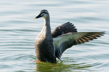 開翼するカルガモ