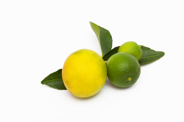 Florida Key Limes