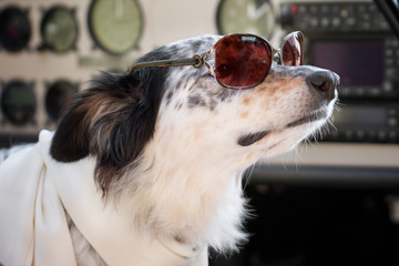 Border collie Australian shepherd mix dog sitting down with sunglasses in airplane cockpit wearing white scarf looking smart cute cool chic ready for travel