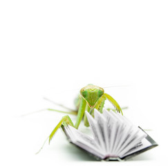 Green mantis on an old book, close up, selective focus. Mantodea