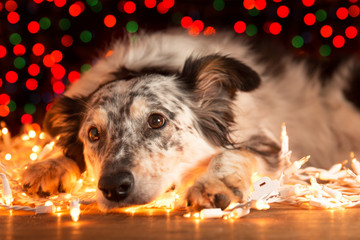 Border collie Australian shepherd mix dog lying down on white christmas lights with sparkling lights in background looking hopeful wishful concerned relaxed tired sleepy worn out exhausted - 103204343