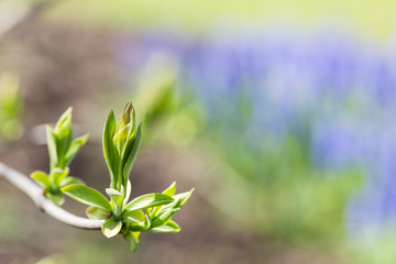 Fototapeta premium Branch with young green leaves in spring. Selective focus, copy space