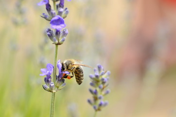 Pszczoła na kwiecie lawendy