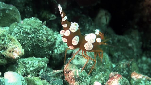 Squat shrimp Thor amboinensis - macro