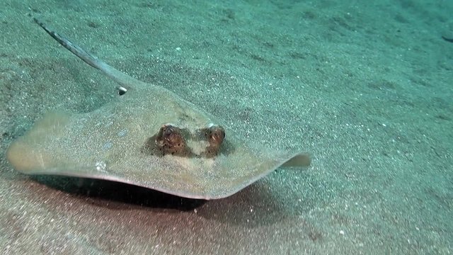 Blue spotted stingray with remora