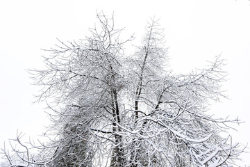 A frozen tree