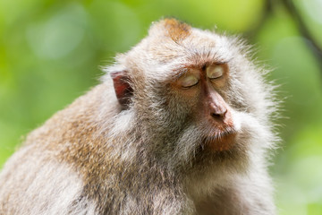 Monkey sleeps. Close up photo of monkey's face. Monkey forest in Ubud, Bali, Indonesia.